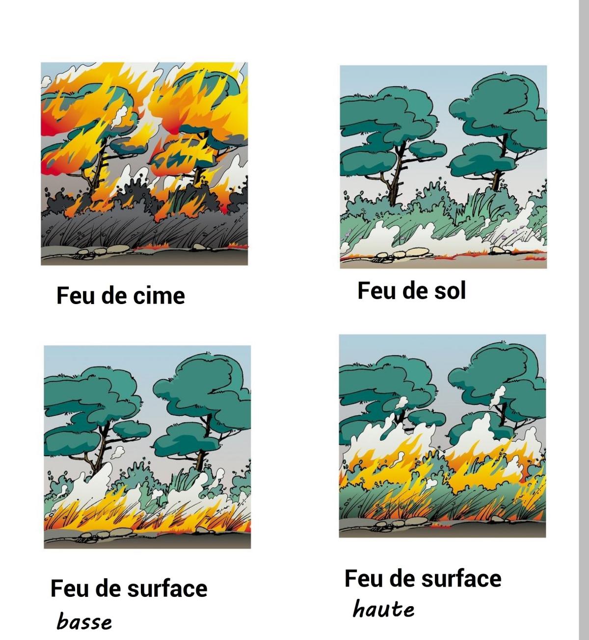 => Les différents types de feu de forêt (source © MEDD / DPPR)